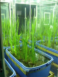 Species growing in growth chamber